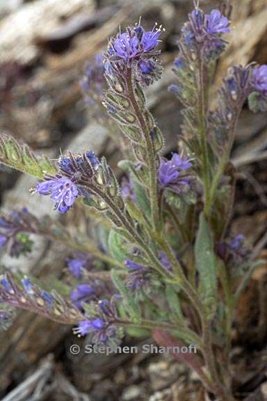 phacelia quickii 6 graphic